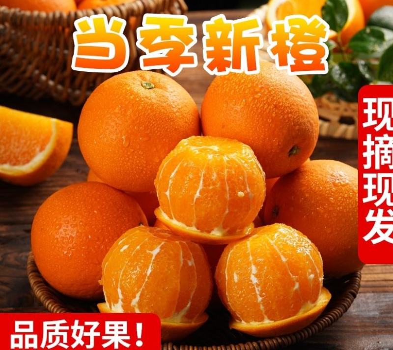 秭归脐橙湖北宜昌橙子新鲜水果当季榨汁橙纽荷尔