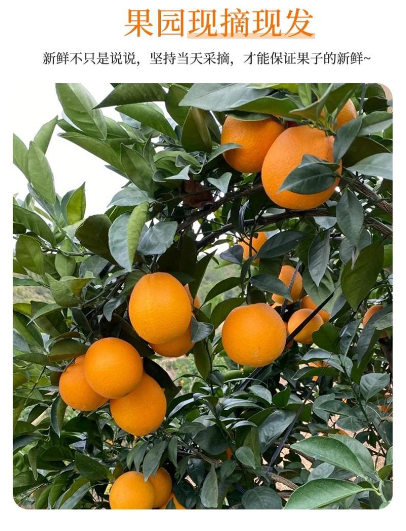 秭归脐橙湖北宜昌橙子新鲜水果当季榨汁橙纽荷尔