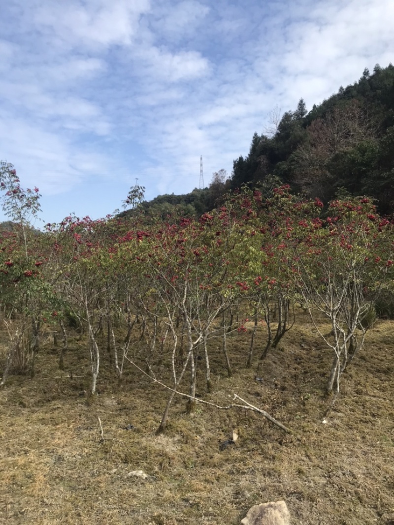 野雅椿