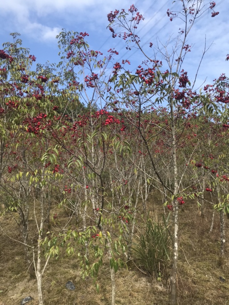 野雅椿