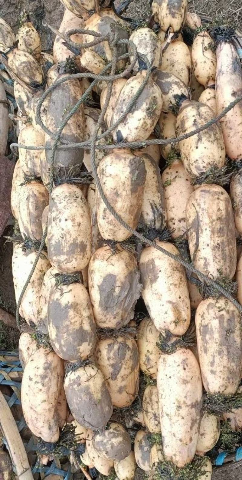 精品莲藕，大量有货，无论您大车小车都接单，质量好，