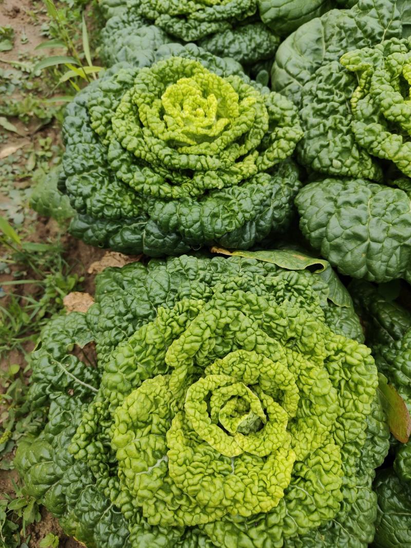 南通海门区优质黄心菜基地大量供应净菜黄心菜品质保证