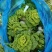 南通海门区优质黄心菜基地大量供应净菜黄心菜品质保证
