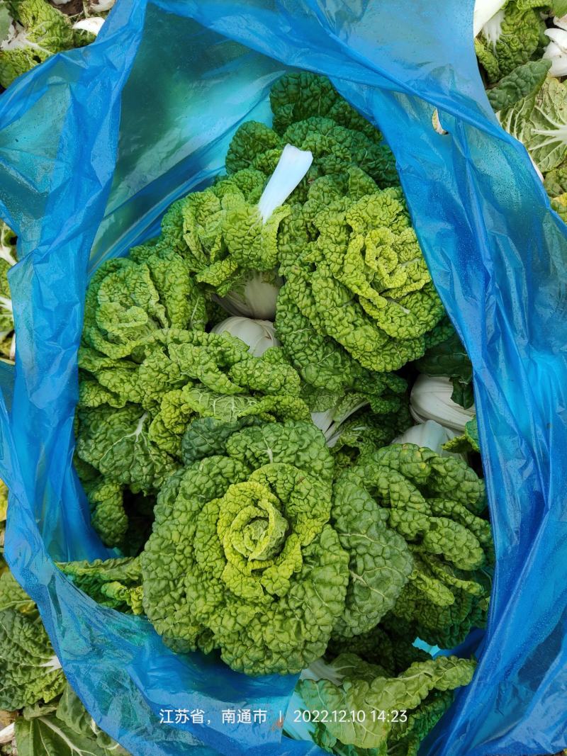 南通海门区优质黄心菜基地大量供应净菜黄心菜品质保证