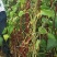 红豇豆种子春秋红红色长豇豆品种无筋软糯清香耐热高产