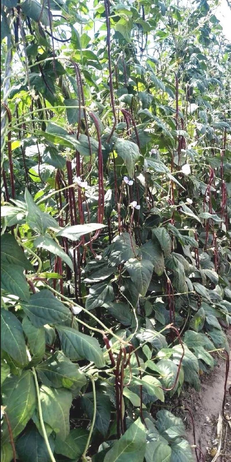 红豇豆种子春秋红红色长豇豆品种无筋软糯清香耐热高产