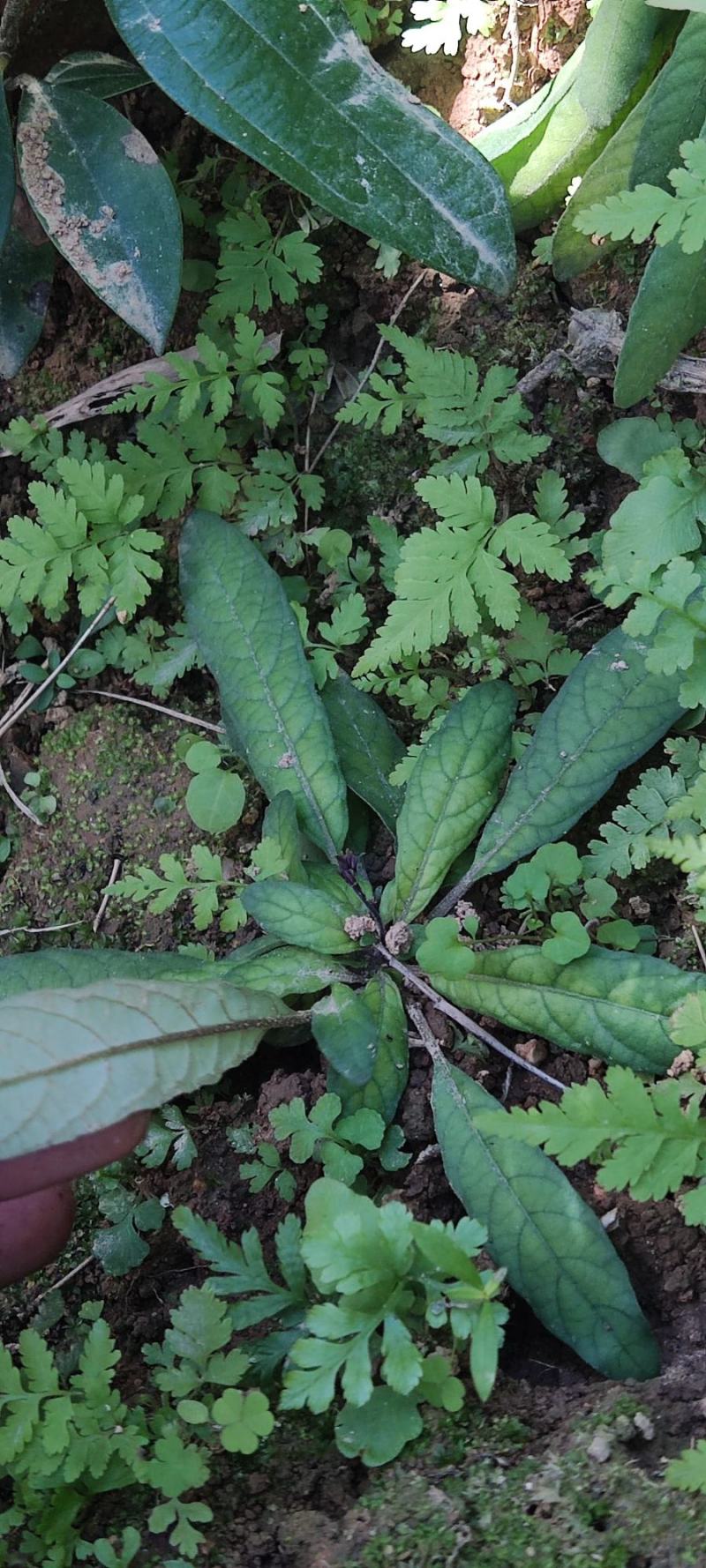 白花地斩头，白背仔，白背草，如有需要电联或V联系在下图。