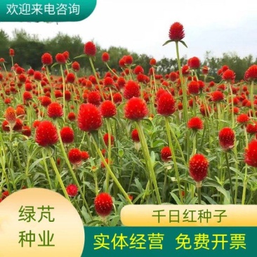 千日红种子千日紫花种籽易活四季播种开花室外花孑庭院绿化