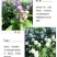 千日红种子千日紫花种籽易活四季播种开花室外花孑庭院绿化
