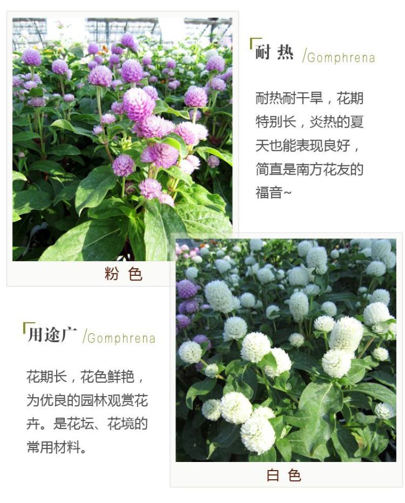 千日红种子千日紫花种籽易活四季播种开花室外花孑庭院绿化