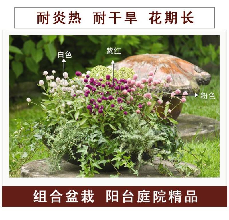 千日红种子千日紫花种籽易活四季播种开花室外花孑庭院绿化