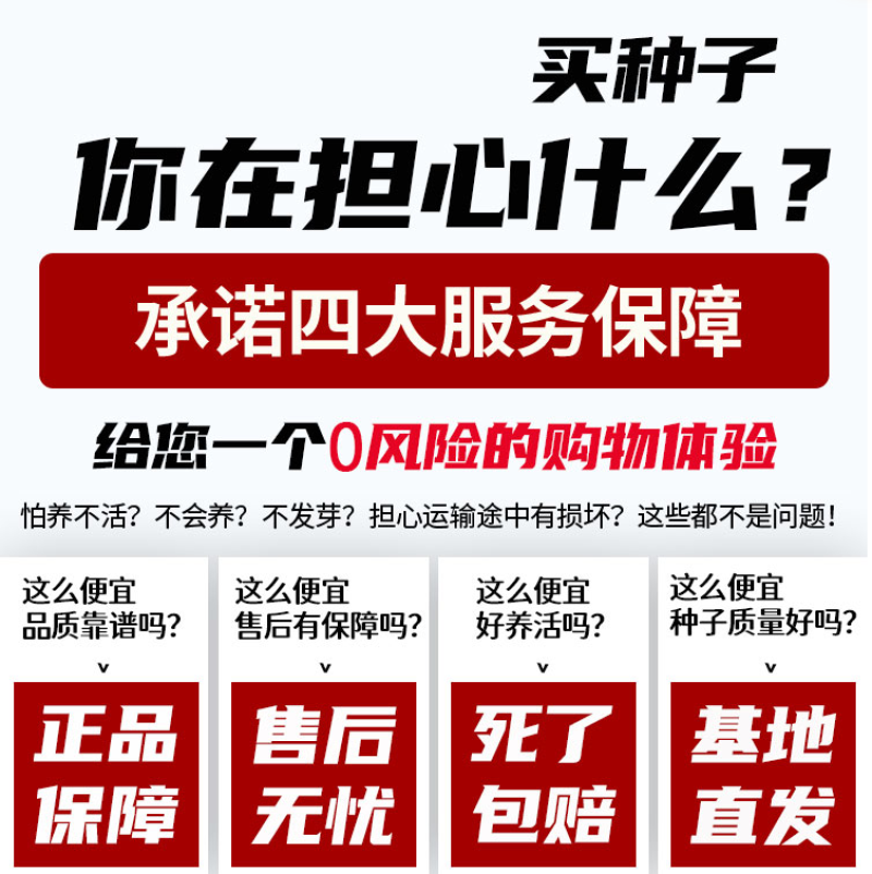 千日红种子千日紫花种籽易活四季播种开花室外花孑庭院绿化