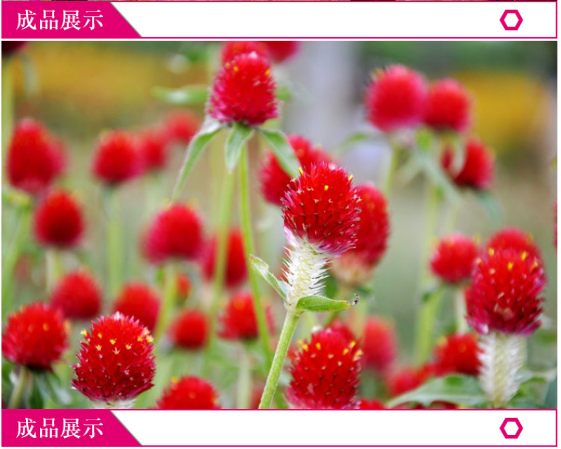 千日红种子千日紫花种籽易活四季播种开花室外花孑庭院绿化