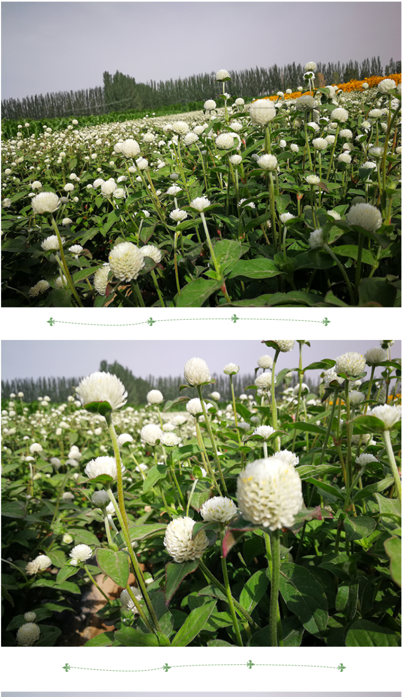 千日红种子千日紫花种籽易活四季播种开花室外花孑庭院绿化