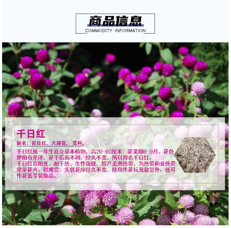 千日红种子千日紫花种籽易活四季播种开花室外花孑庭院绿化