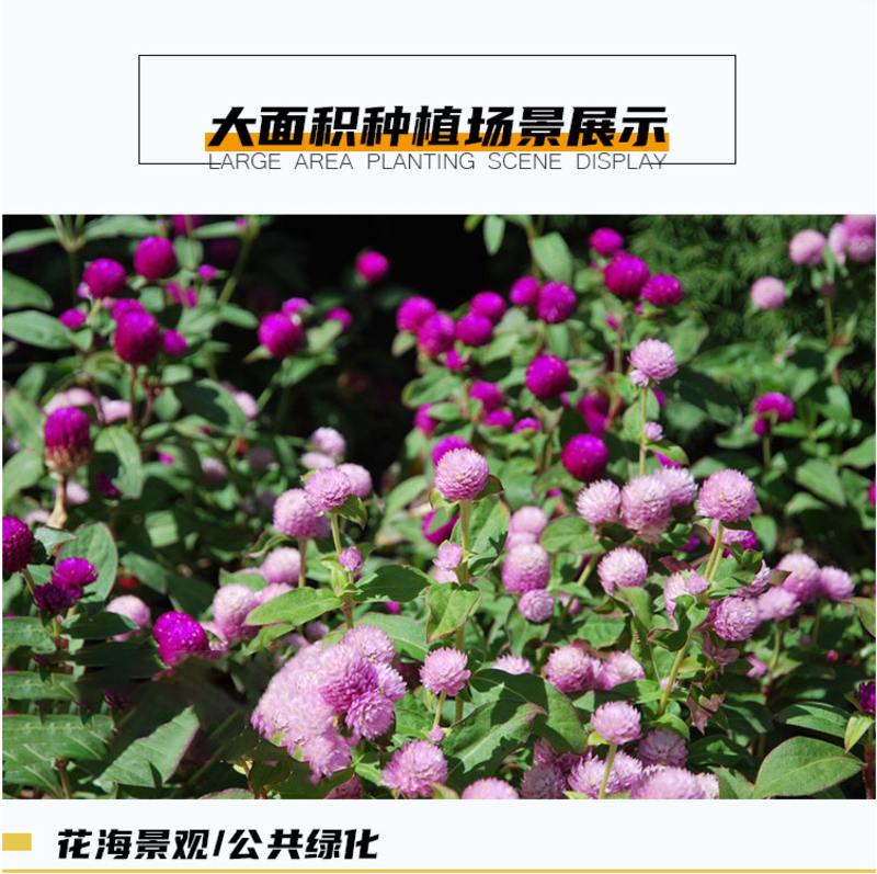 千日红种子千日紫花种籽易活四季播种开花室外花孑庭院绿化