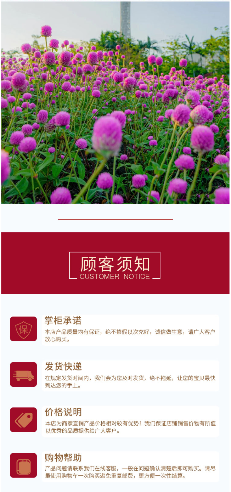 千日红种子千日紫花种籽易活四季播种开花室外花孑庭院绿化