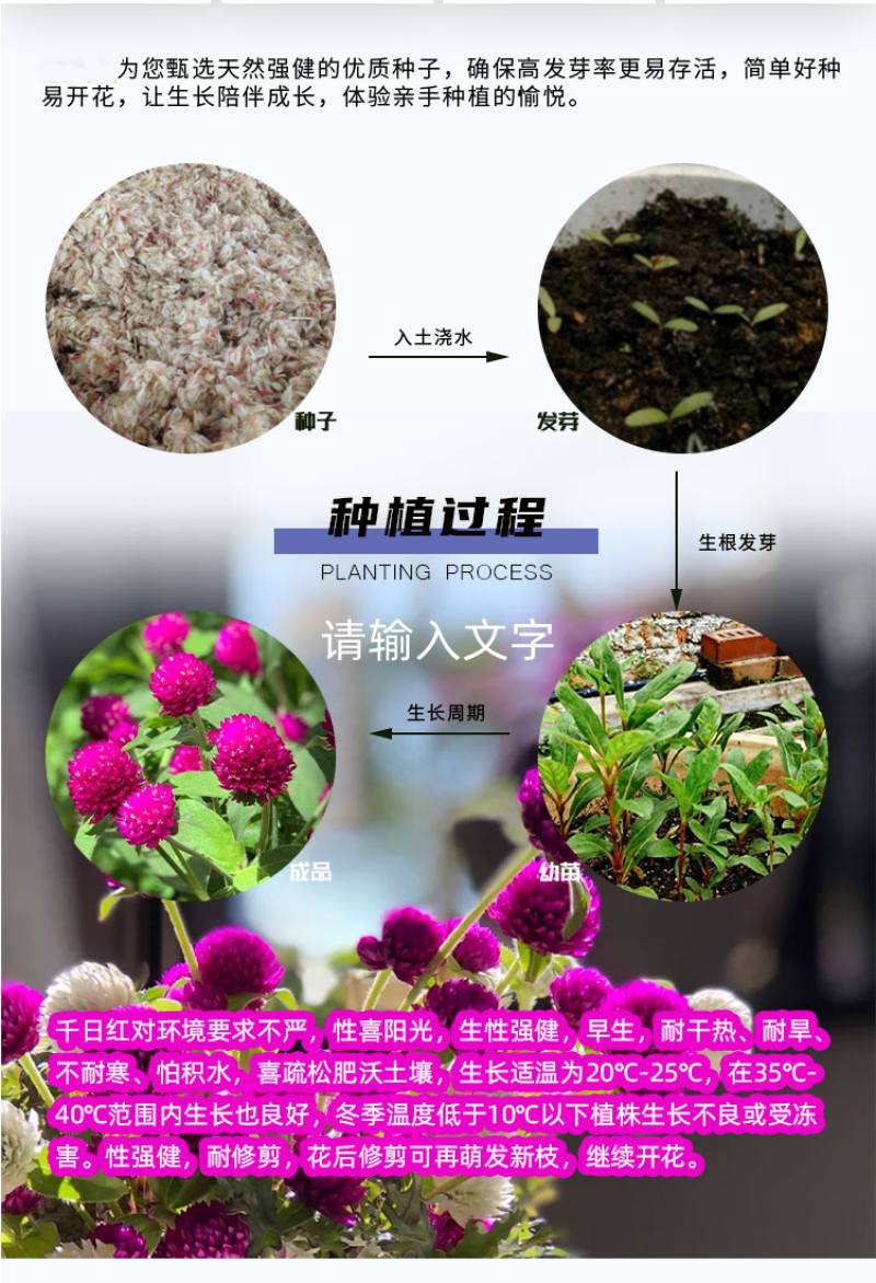 千日红种子千日紫花种籽易活四季播种开花室外花孑庭院绿化