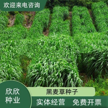 新西兰进口多年生黑麦草种子牧草绿化护坡均可播种芽率95%