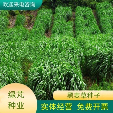 高产进口四倍体黑麦草种子牧草牛羊猪鸡鸭鹅等家禽家畜牧草