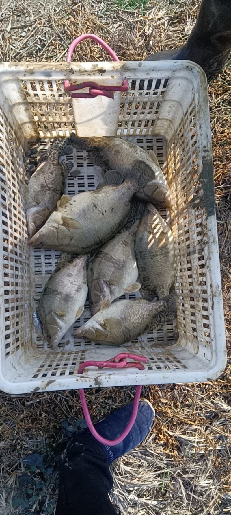 翘嘴鳜鱼