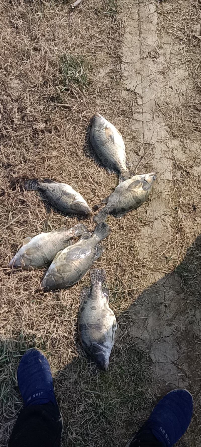 翘嘴鳜鱼