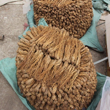 甘肃定西岷县当归原色原味无硫当归条产地供货量大从优