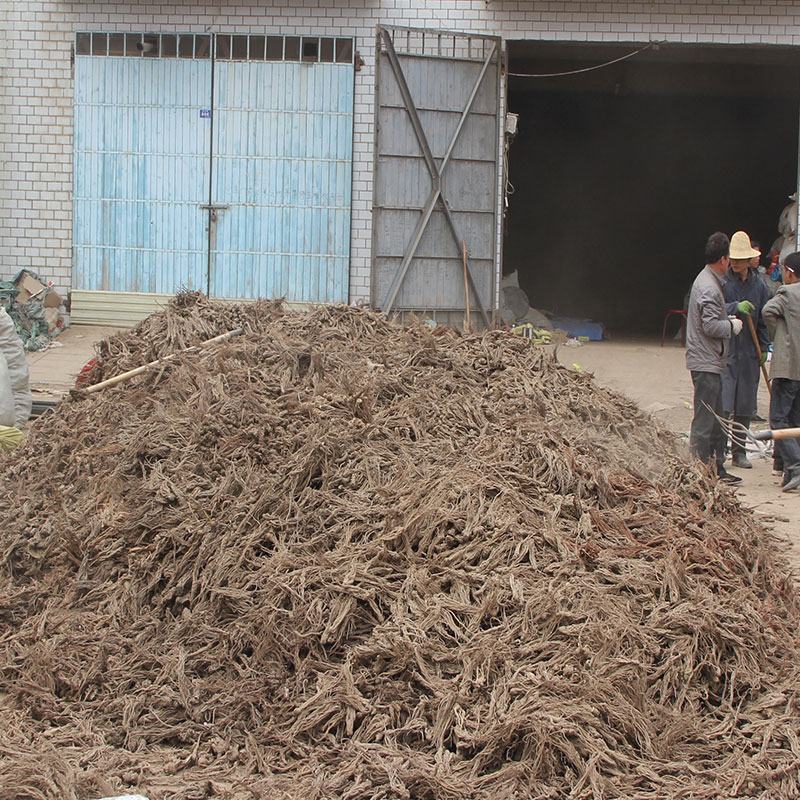 甘肃定西岷县当归原色原味无硫当归条产地供货量大从优