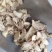 干姜干姜片药用调料各种中药材批发质量保证