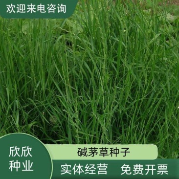 碱茅草芒草种子耐旱耐盐碱草籽抗风沙抗寒草坪种子披碱草种子