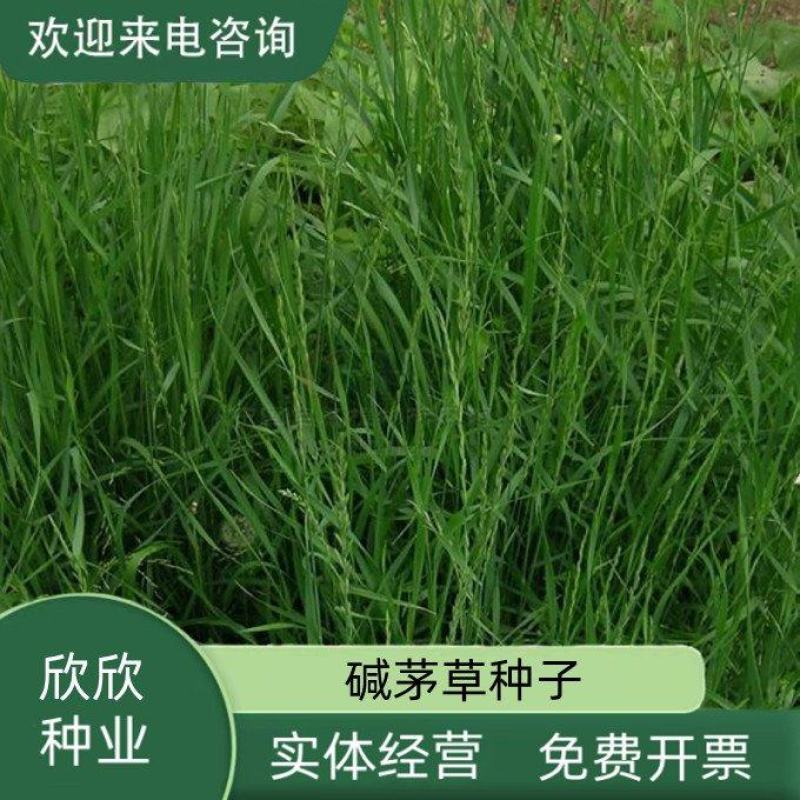 碱茅草芒草种子耐旱耐盐碱草籽抗风沙抗寒草坪种子披碱草种子