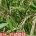 碱茅草芒草种子耐旱耐盐碱草籽抗风沙抗寒草坪种子披碱草种子