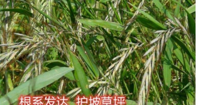 碱茅草芒草种子耐旱耐盐碱草籽抗风沙抗寒草坪种子披碱草种子