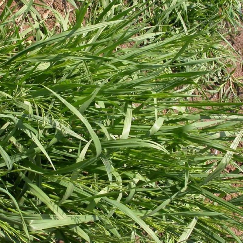 碱茅草芒草种子耐旱耐盐碱草籽抗风沙抗寒草坪种子披碱草种子