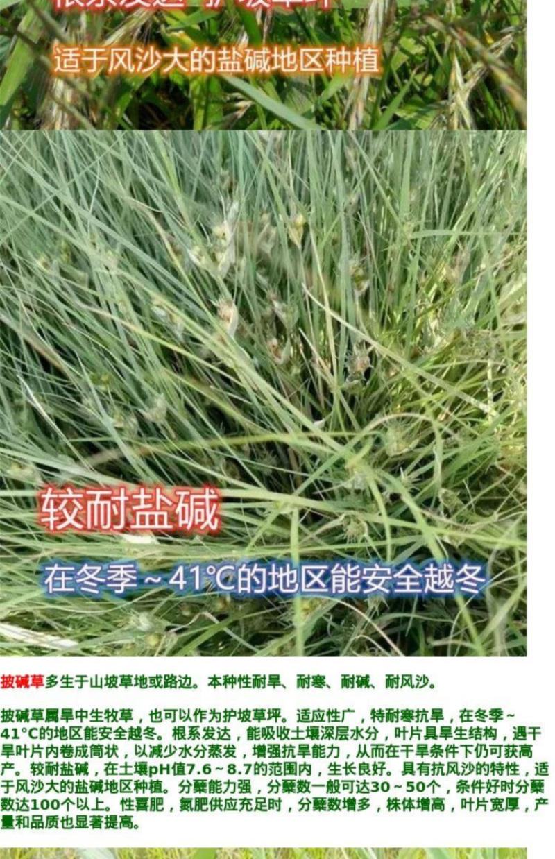 碱茅草芒草种子耐旱耐盐碱草籽抗风沙抗寒草坪种子披碱草种子