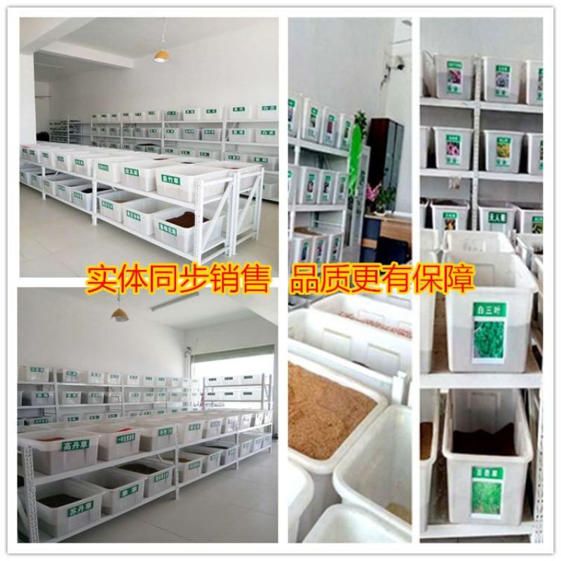 碱茅草芒草种子耐旱耐盐碱草籽抗风沙抗寒草坪种子披碱草种子