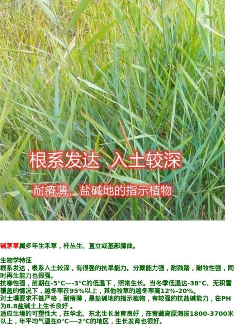 碱茅草芒草种子耐旱耐盐碱草籽抗风沙抗寒草坪种子披碱草种子