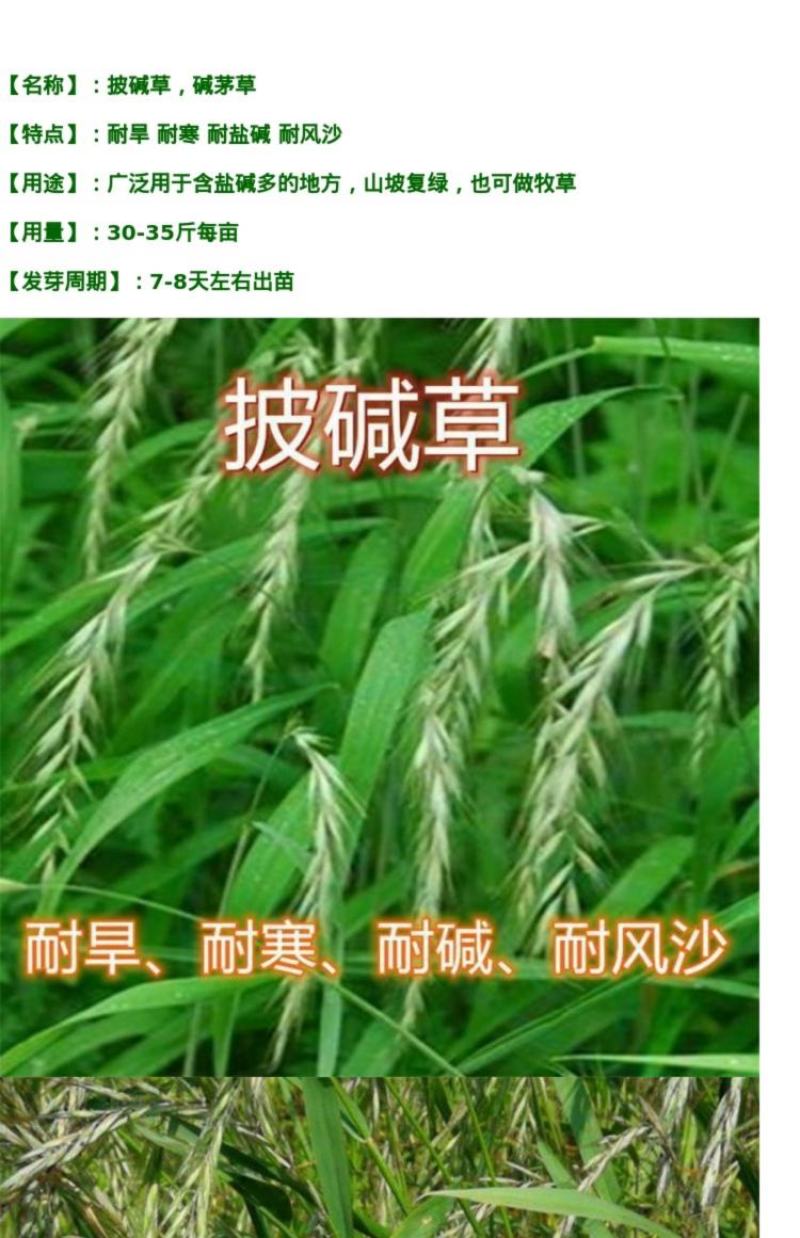 碱茅草芒草种子耐旱耐盐碱草籽抗风沙抗寒草坪种子披碱草种子