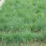 碱茅草芒草种子耐旱耐盐碱草籽抗风沙抗寒草坪种子披碱草种子