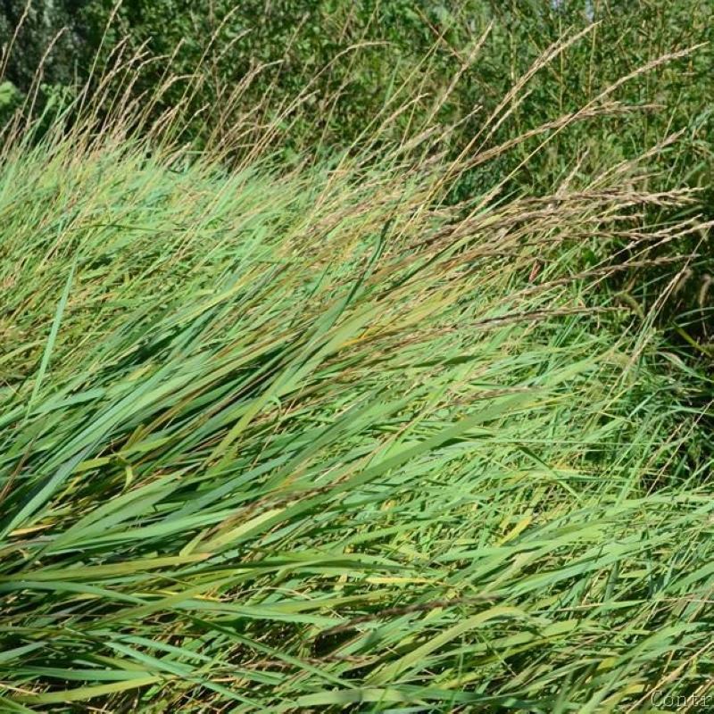 碱茅草芒草种子耐旱耐盐碱草籽抗风沙抗寒草坪种子披碱草种子