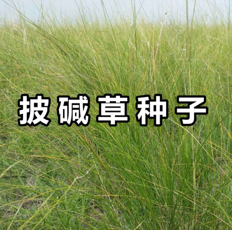 碱茅草芒草种子耐旱耐盐碱草籽抗风沙抗寒草坪种子披碱草种子
