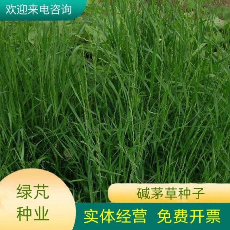披碱草种子四季牧草耐寒耐旱耐碱草种抗风沙草种量大优惠