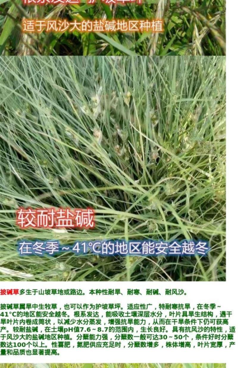 披碱草种子四季牧草耐寒耐旱耐碱草种抗风沙草种量大优惠