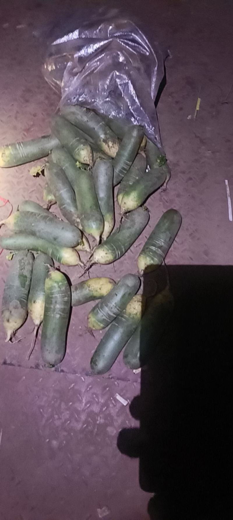 山东水果萝卜绿萝卜商超，电商平台，水洗加工