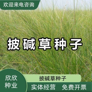 披碱草种子护坡固土草籽矿区耐盐碱草坪种子件碱茅草矿区覆绿