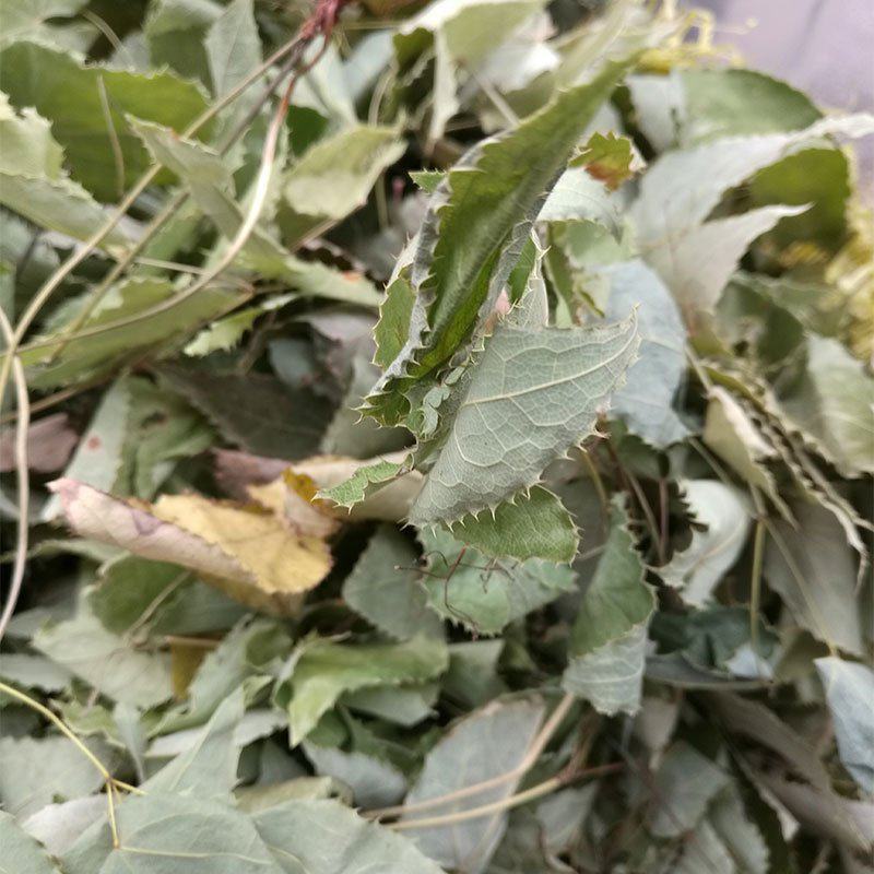淫羊藿高含量淫羊藿叶干货批发产地供货一手货源