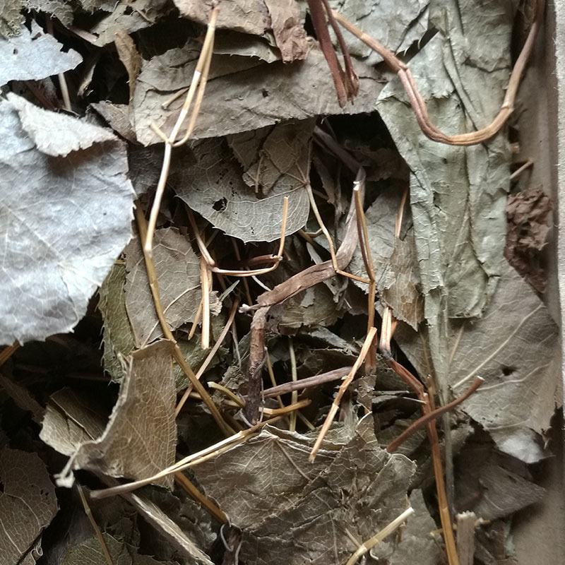 淫羊藿高含量淫羊藿叶干货批发产地供货一手货源