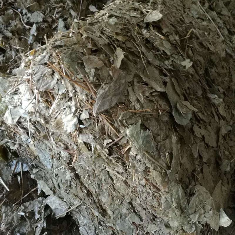 淫羊藿高含量淫羊藿叶干货批发产地供货一手货源