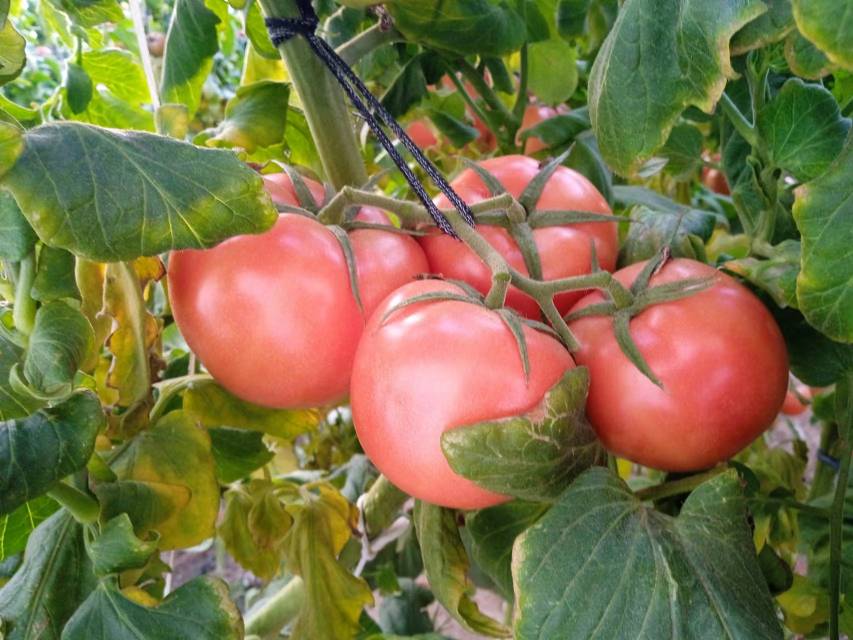 普罗旺斯西红柿植株在田间生长状态