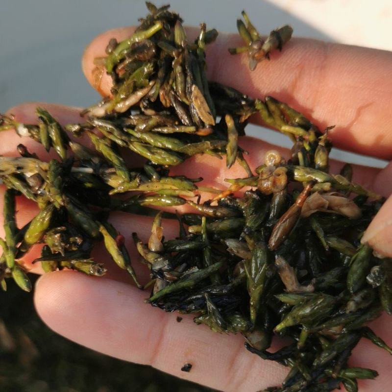 轮叶黑藻芽孢、节节草、灯笼草